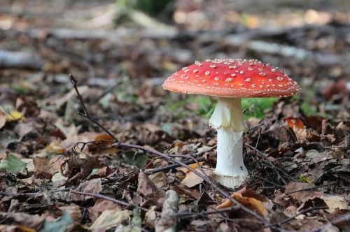 fly agaric mushroom forest