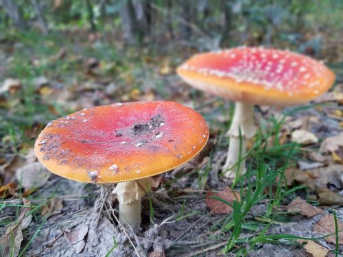 fly agaric poisonous mushrooms nature
