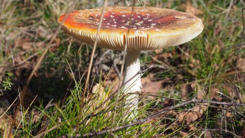 fly agaric nature red fly agaric mushroom