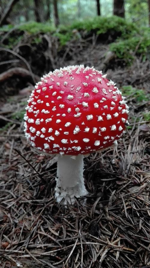 fly agaric bright red about