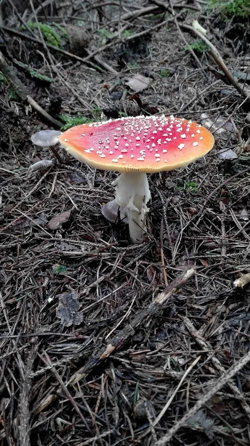 fly agaric bright red flat
