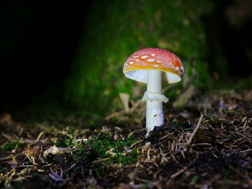 fly agaric forest floor autumn