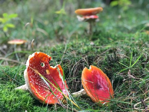 fly agaric mushroom nature