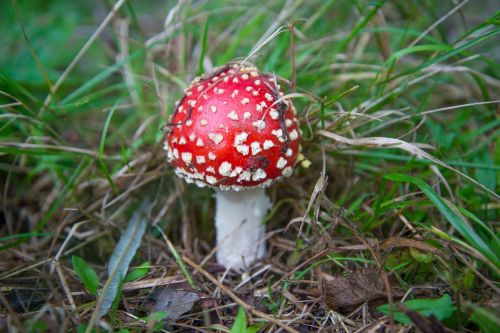 fly agaric mushroom red with white dots