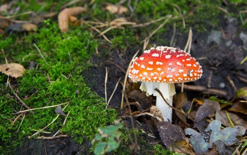 fly agaric mushroom red with white dots