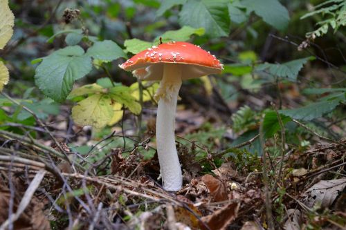 fly agaric forest autumn