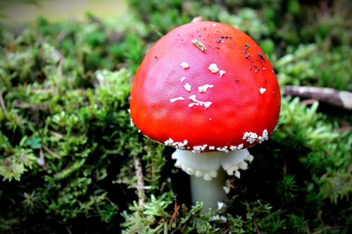 fly agaric forest nature