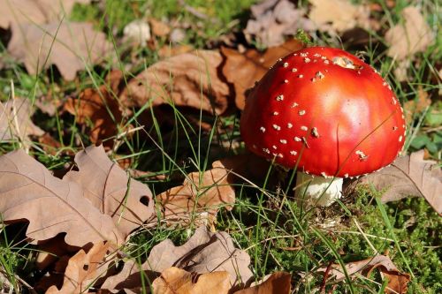 fly agaric mushroom forest