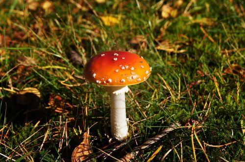 fly agaric toxic forest