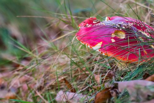 fly agaric forest mushroom