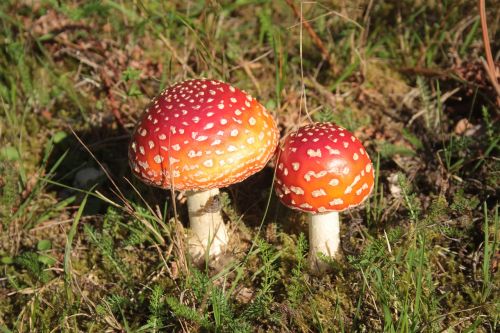 fly agaric autumn toxic