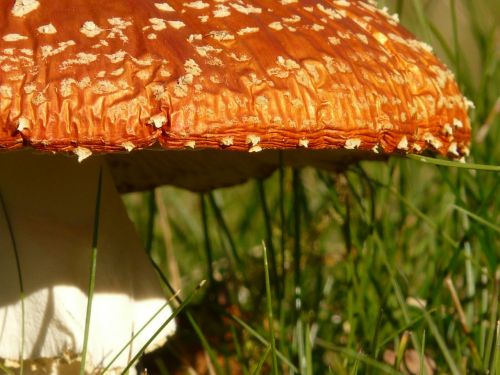 fly agaric mushroom gift