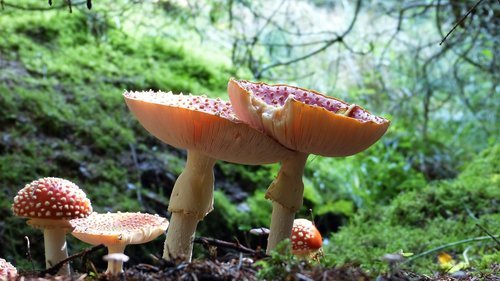 fly agaric  forest  moss