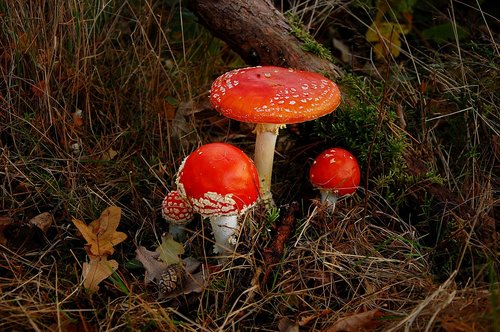 fly agaric  forest  nature