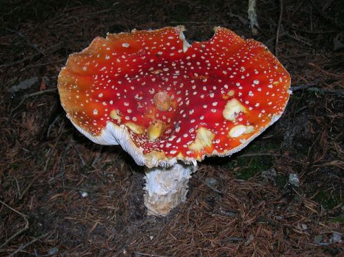 fly agaric toadstool sponge mushroom