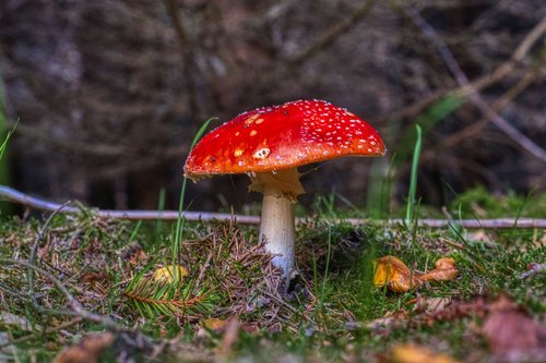 fly agaric  forest floor  natural