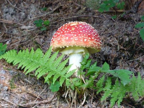 fly agaric mushroom spotted