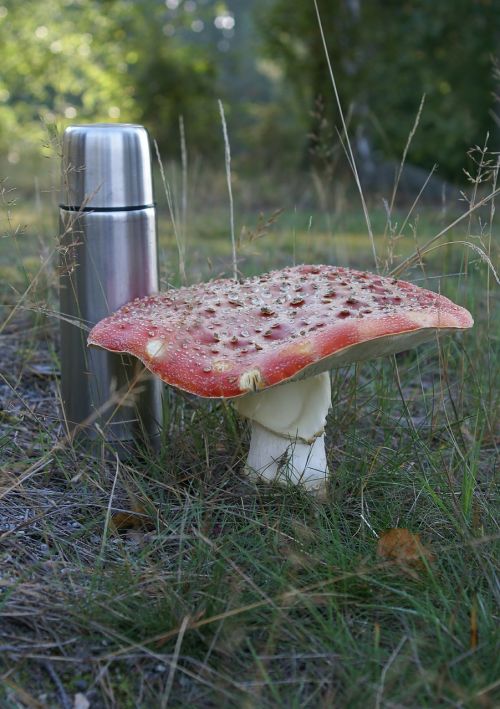fly agaric toxic large