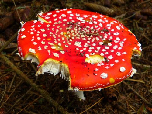 fly agaric red mushroom