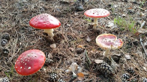 fly agaric forest nature