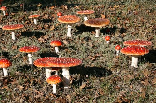 fly agaric mushrooms red