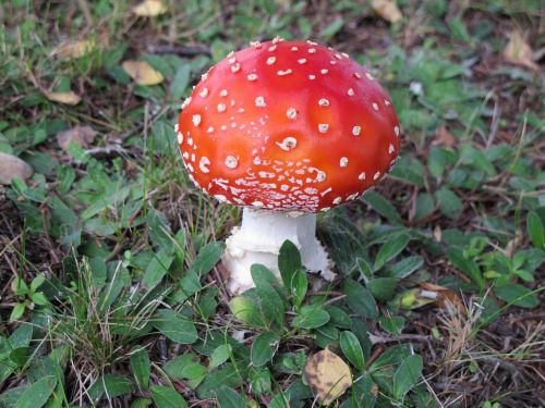 fly agaric mushroom autumn