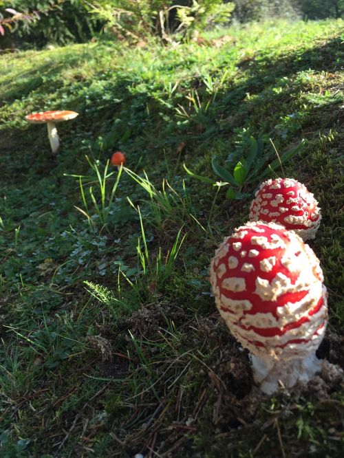 fly agaric mushroom forest