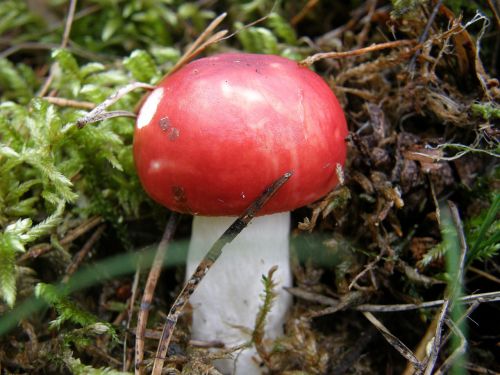 fly agaric forest red
