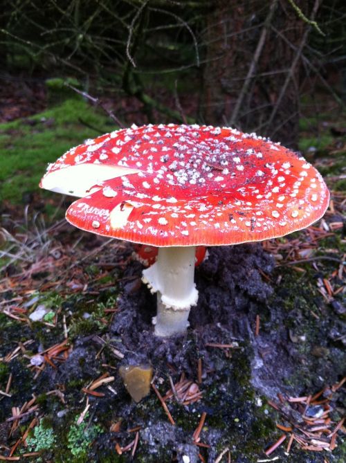 fly agaric mushroom forest