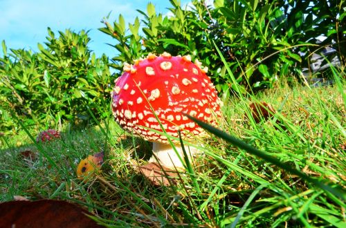 fly agaric garden sun