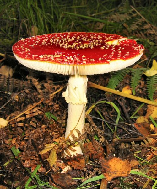 fly agaric amanita muscaria amanita