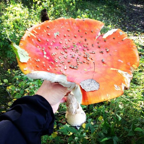 fly agaric autumn red