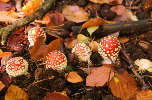 fly agaric forest toxic