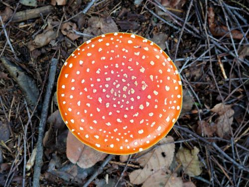 fly agaric mushroom red