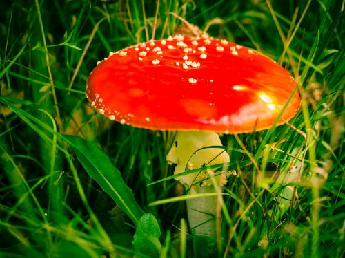 fly agaric mushroom moss fliegenpilz