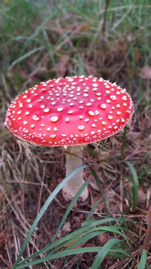 fly agaric autumn forest