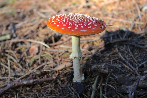 fly agaric mushroom toxic