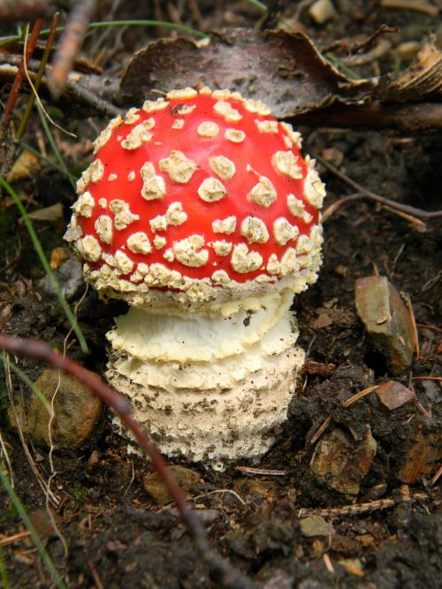 fly agaric red forest mushrooms