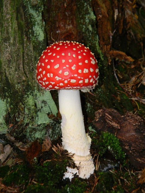 fly agaric red forest mushrooms