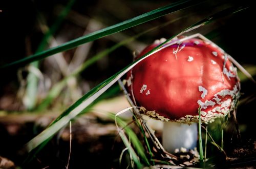 fly agaric red mushrooms mushroom