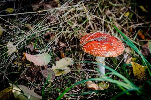 fly agaric red mushrooms mushroom