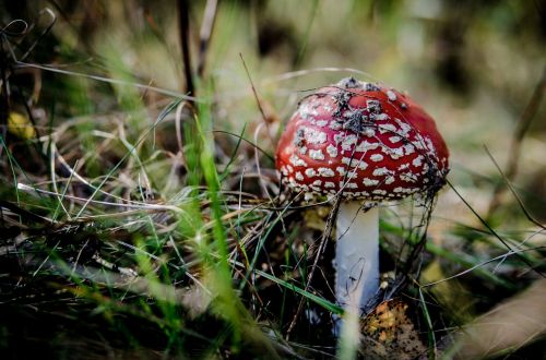 fly agaric red mushrooms mushroom