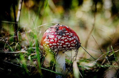 fly agaric red mushrooms mushroom