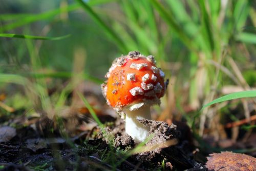 fly agaric red poisonous mushrooms forest