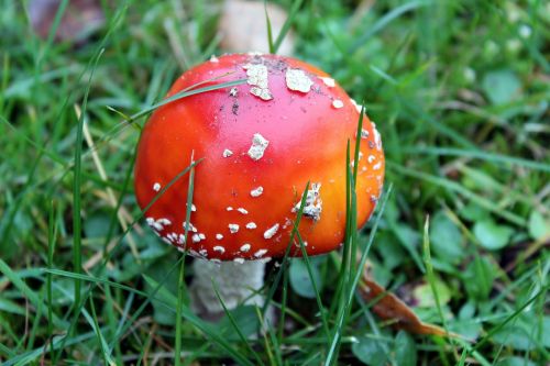 fly agaric red white dots meadow