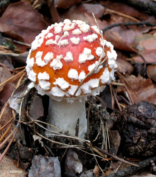 fly agaric red amanita forest