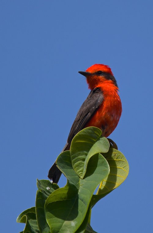 fly catcher  red  green