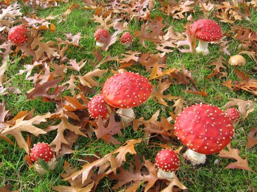 fly fungi nature leaves