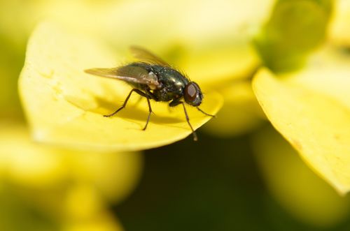 Fly On A Yellow Leaf