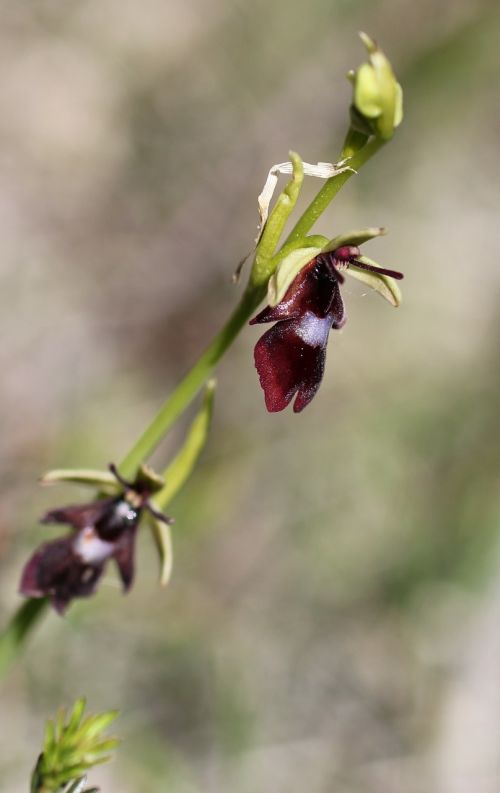 fly orchid orchid wild flower
